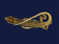 藏品(印度蜓蜥)的圖片